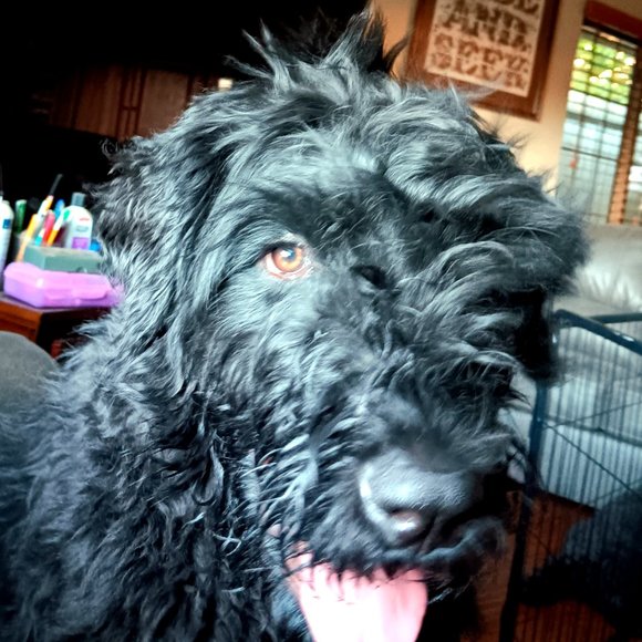 Meet your Posher, Deb - Picture 3 of 3